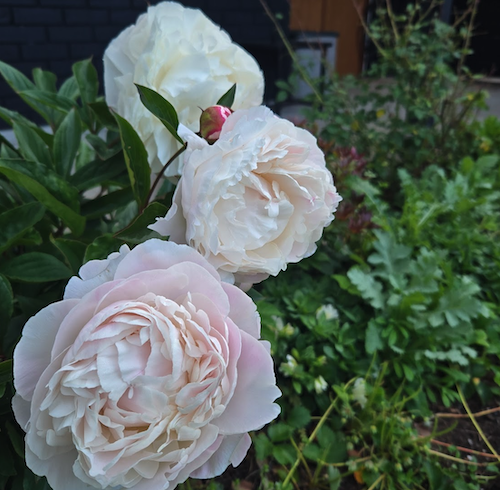 Three peonies in the garden